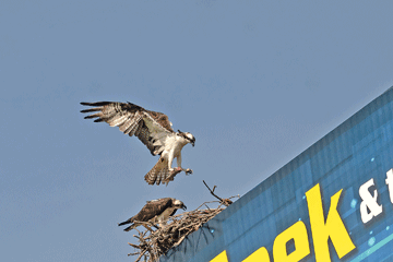 Ospreys find a home in the sky